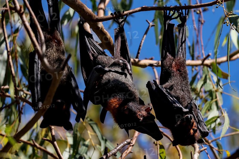 Several flying foxes hang on branches in Kathrine Gorge, Nitmiluk National Park, Northern Territory, Australia during the day