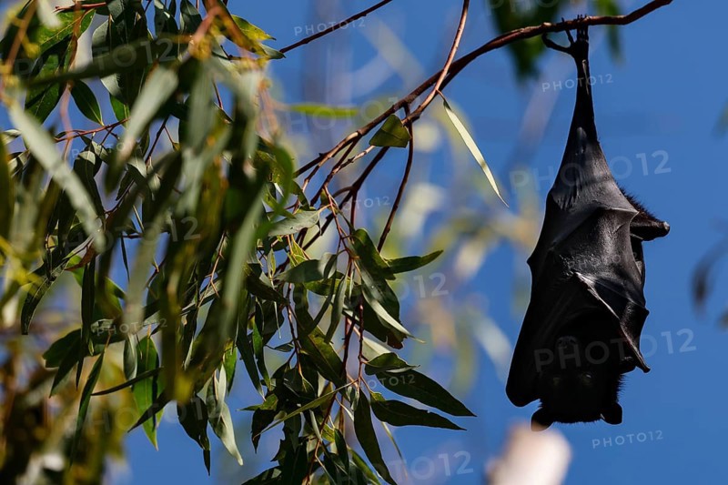 A single flying fox hangs upside down from a branch in Kathrine Gorge, Nitmiluk National Park, Northern Territory, Australia