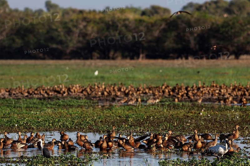 A large group of sickle-whistle geese frolic in flooded meadows in Kakadu National Park, Kakadu National Park, Northern Territory, Australia