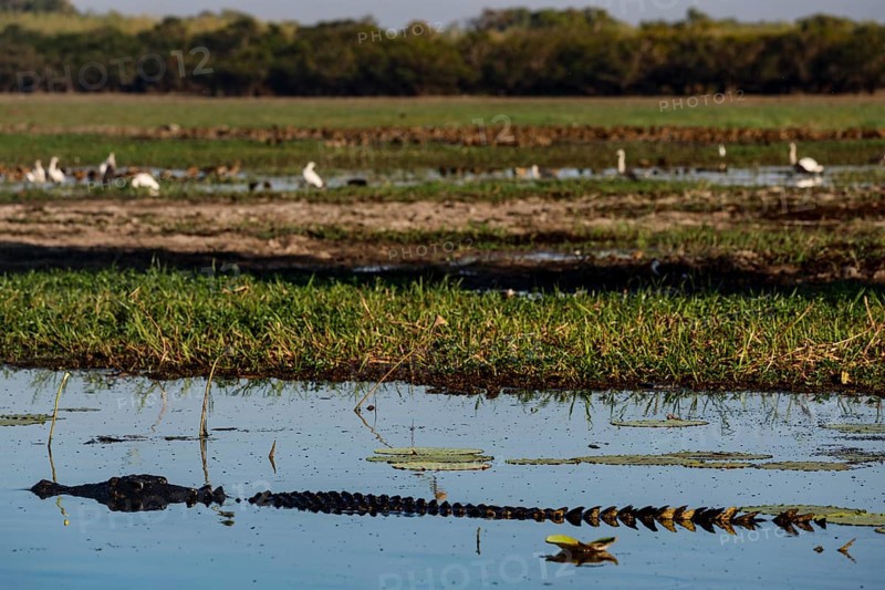 Saltwater crocodile with birds in background in Kakadu National Park, Kakadu National Park, Northern Territory, Australia