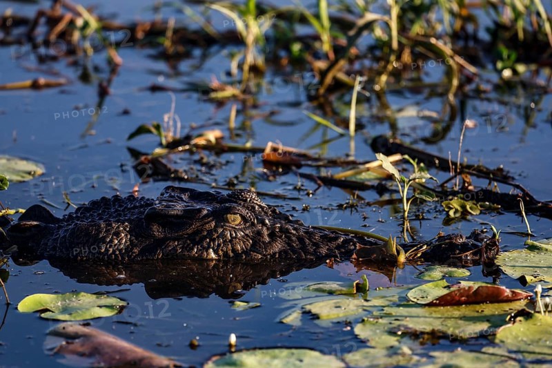 Groin crocodile in water, almost not visible, in Kakadu National Park, Kakadu National Park, Northern Territory, Australia