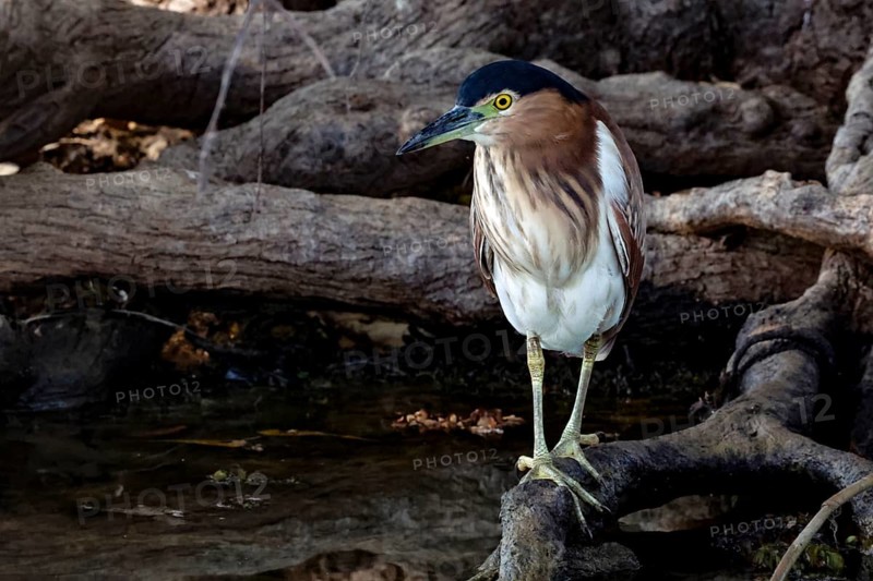 Red-backed heron stands on a waterside branch in Kakadu National Park, Yellow Waters, Northern Territory, Australia