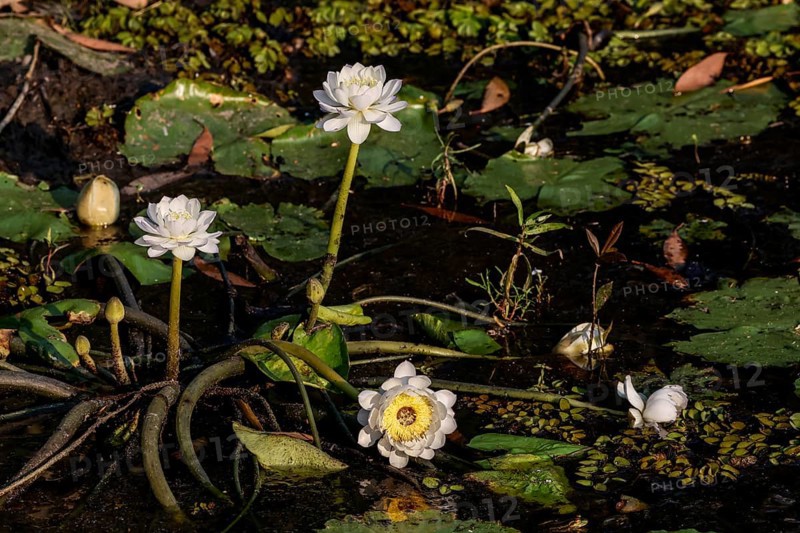 White water lilies swim on calm waters in Kakadu National Park, Kakadu National Park, Northern Territory, Australia