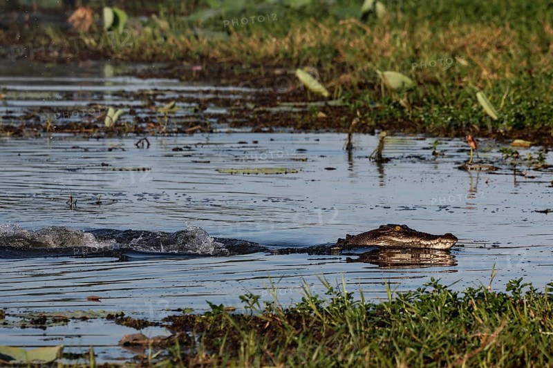 Saltwater crocodile swims through the water in Kakadu National Park, Kakadu National Park, Northern Territory, Australia