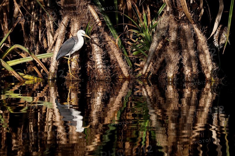 A magpie heron sits on the water in Kakadu National Park, Kakadu National Park, Northern Territory, Australia