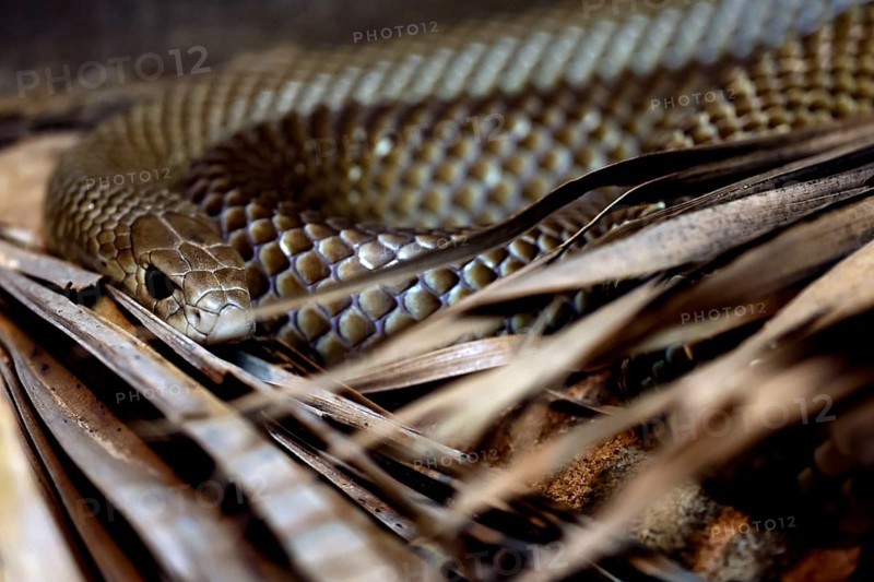 Eastern brown snake resting among leaves in Crocosaurus Cave, Darwin, Northern Territory, Australia