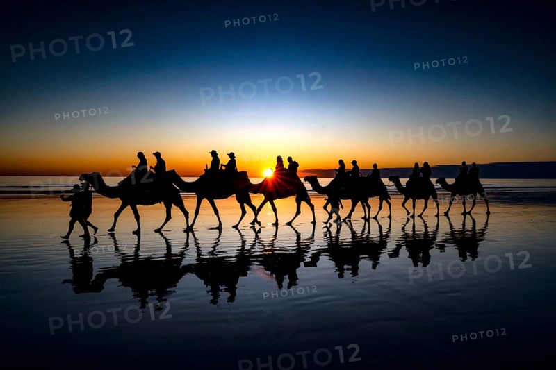 Camel caravan at sunset on Cable Beach with impressive silhouettes, Broome, Western Australia, Australia