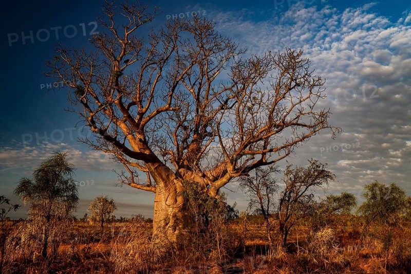 A large baobab in open countryside with decorative clouds above, Gibb River Road, Australia