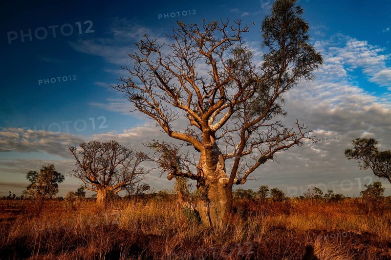 Baobab trees in the vast landscape of Gibb River Road under blue skies, Gibb River Road, Australia