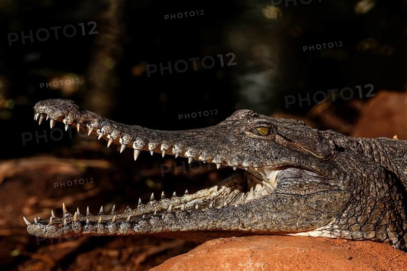 Open-mouthed freshwater crocodile showing teeth in sunlight at Malcolm Douglas Crocodile Park, Broome, Western Australia, Australia