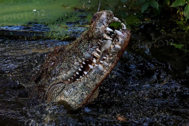 Groin crocodile rises with its mouth open from the water in Malcolm Douglas Crocodile Park, Broome, Western Australia, Australia