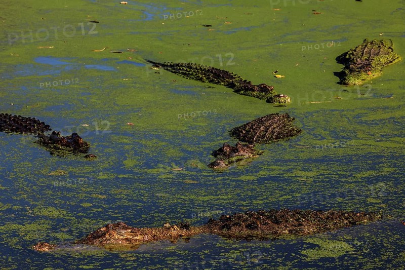 Groin crocodiles in water with green algae in Malcolm Douglas Crocodile Park, Broome, Western Australia, Australia