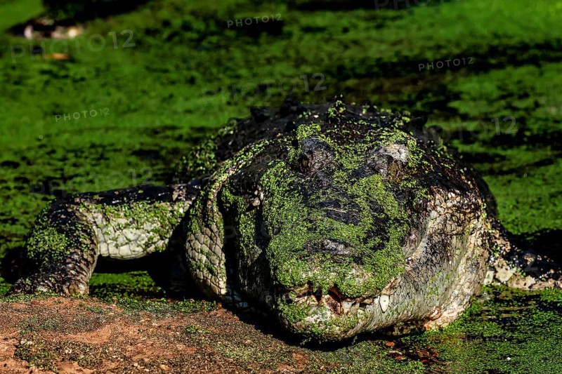 Saltwater crocodile camouflaged with green algae in Malcolm Douglas Crocodile Park, Broome, Western Australia, Australia