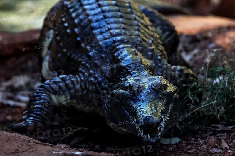 Freshwater crocodile with dark scales in Malcolm Douglas Crocodile Park in Broome, Australia, Broome, Western Australia, Australia