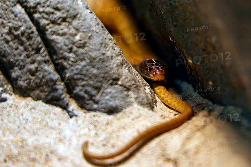 Western brown snake hiding in a rock niche, Darwin, Northern Territory, Australia