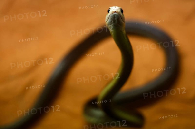 Close-up of a Taipan in Crocosaurus Cave, Darwin, Northern Territory, Australia