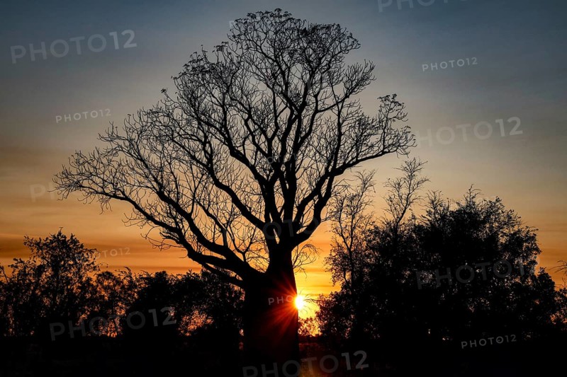 Silhouette of a baob tree at sunrise along Gibb River Road, Gibb River Road, Australia