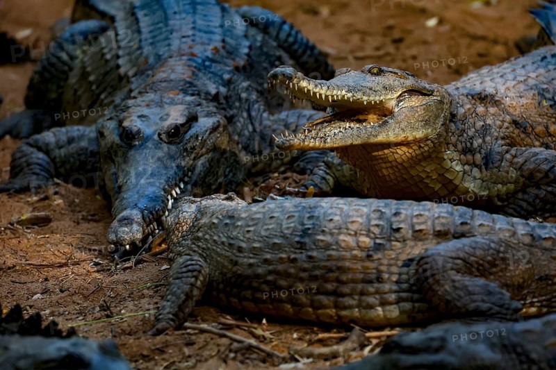 Several freshwater crocodiles lie on earthy soil in Malcolm Douglas Crocodile Park, Broome, Western Australia, Australia