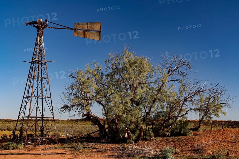 Wind turbine next to a sprawling tree under a clear blue sky in the outback, zero