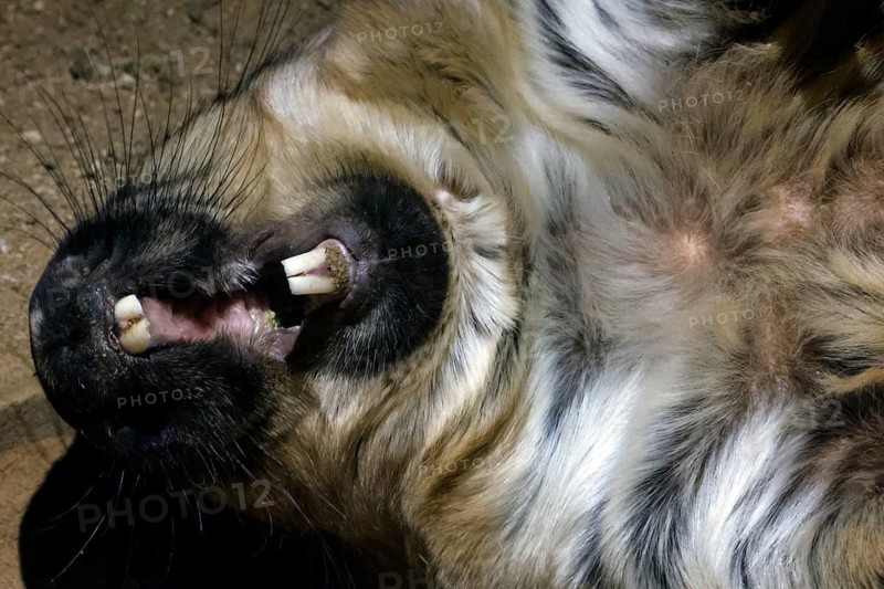 Relaxed hair-nosed wombat stretches out in the zoo and shows his teeth, Melbourne, Victoria, Australia