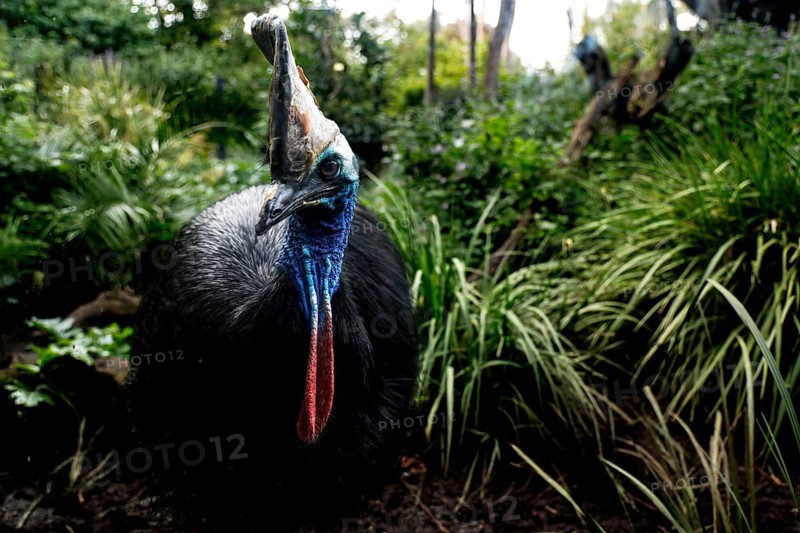 Magnificent cassowary at Melbourne Zoo surrounded by lush vegetation, Melbourne, Victoria, Australia