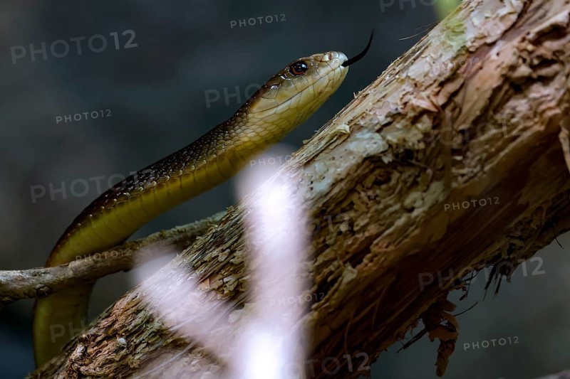 Taipan snakes on a branch in the zoo, Melbourne, Victoria, Australia