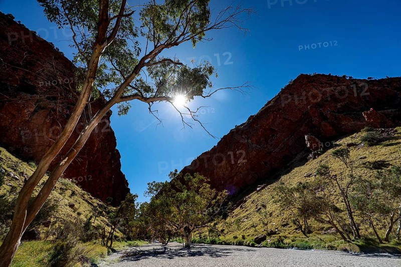 Trees at the entrance of a sunny gorge with deep blue sky, Simpson Gap, Northern Territory, Australia