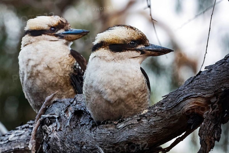 Two hunters sit on a branch and watch the surrounding area, Raymond Island, Victoria, Australia