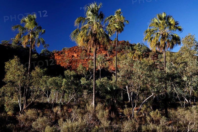 Red umbrella palms stand in front of a red rock face, under bright blue sky, Palm Valley, Northern Territory, Australia