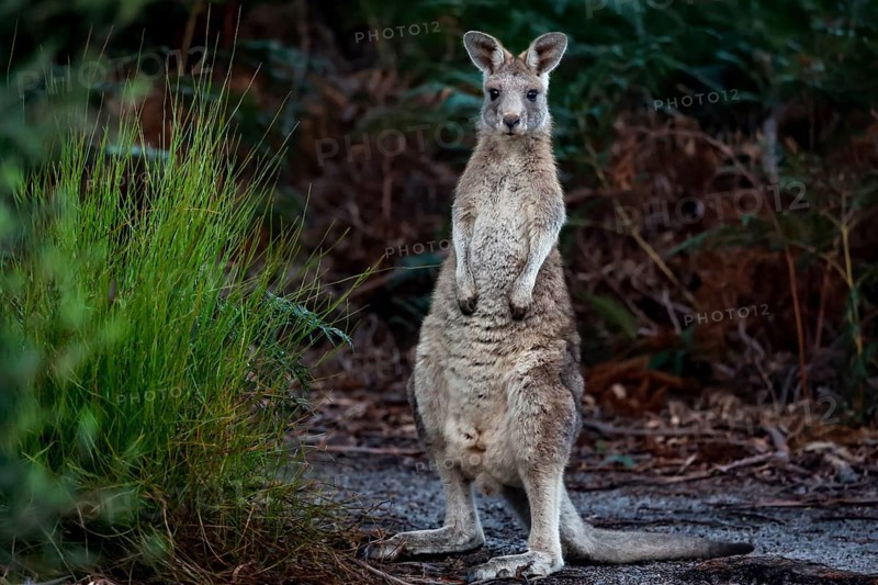 An eastern gray kangaroo looks out of the bushes on Raymond Island, Raymond Island, Victoria, Australia
