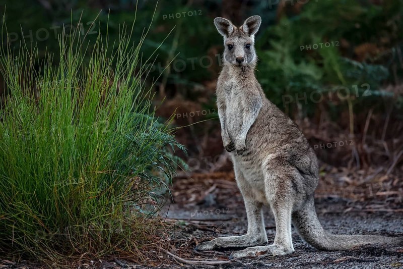 Eastern gray giant kangaroo stands upright in thick grass on Raymond Island, Raymond Island, Victoria, Australia