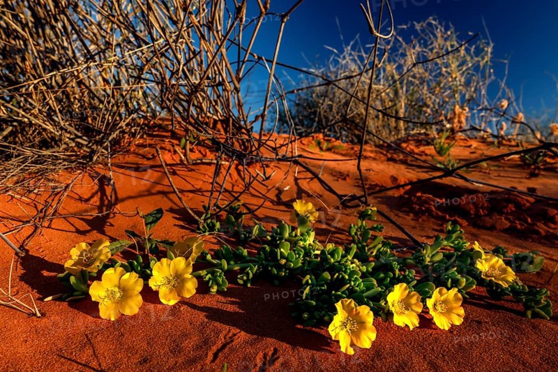 Yellow sunflower blooms in the red sands of the Simpson Desert, Simpson Desert, Australia