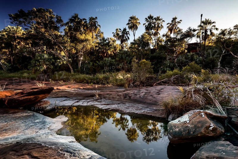 Red umbrella palms on the edge of a rock are reflected in calm water in morning light, Palm Valley, Northern Territory, Australia