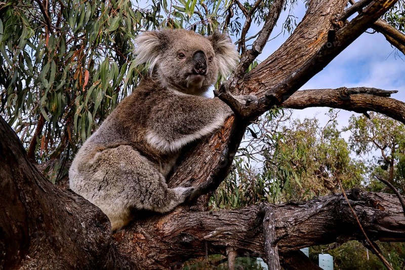 A koala relaxingly hugs a branch on Raymond Island, Raymond Island, Victoria, Australia