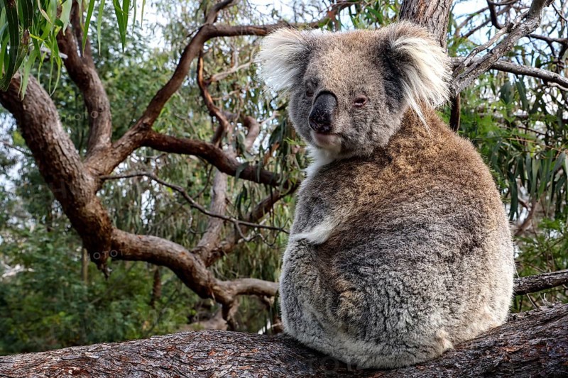 A koala sits sideways on a log on Raymond Island, Raymond Island, Victoria, Australia
