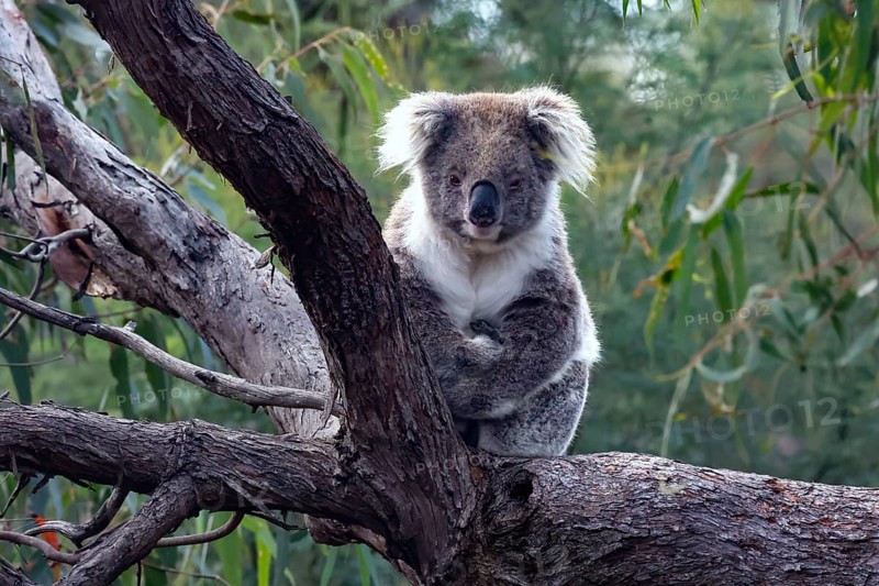 Koala looks intently down from a branch on Raymond Island, Raymond Island, Victoria, Australia