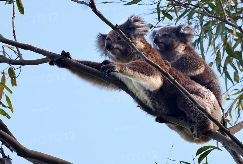 Two koalas cling to a branch on Raymond Island, Raymond Island, Victoria, Australia