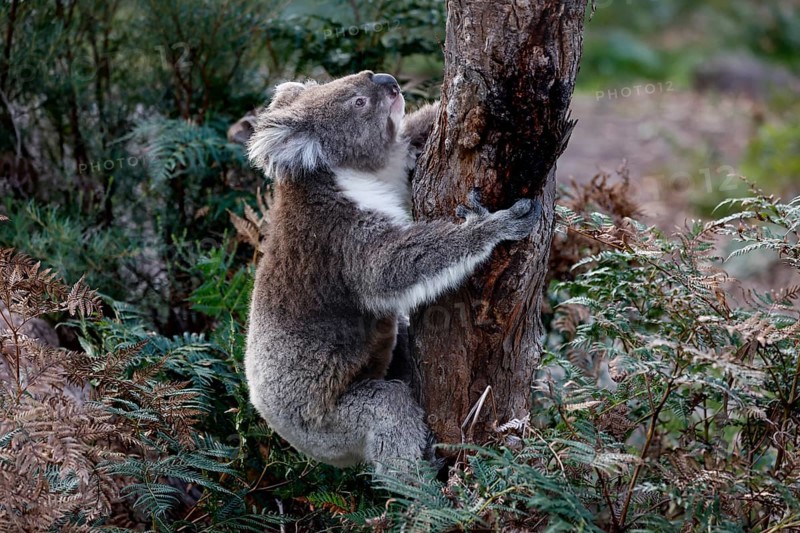 Koala climbs up a tree and holds onto the trunk, Raymond Island, Victoria, Australia