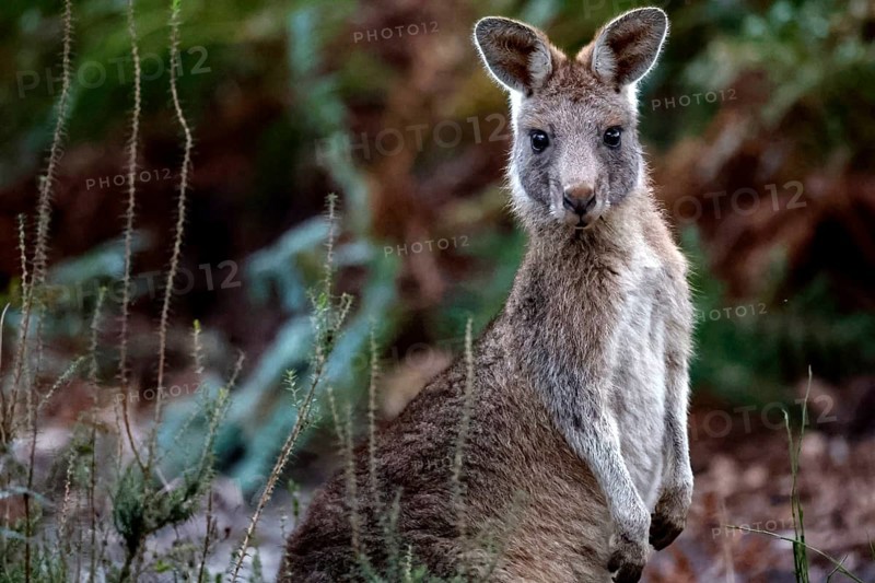 An eastern gray giant kangaroo rests among vegetation on Raymond Island, Raymond Island, Victoria, Australia