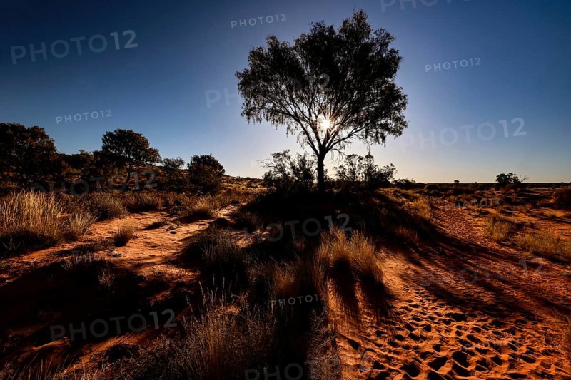 Single tree casts long shadow on sandy soil in Rainbow Valley