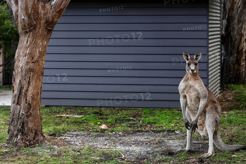 An eastern gray giant kangaroo stands in the garden on Raymond Island, Raymond Island, Victoria, Australia