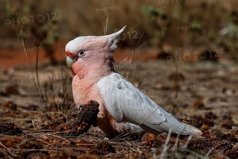 Pink Inca cockatoo in dry landscape near Yulara, Yulara, Australia