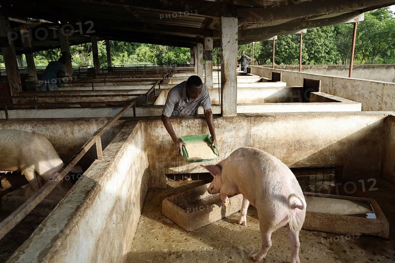 Pig is fed in a stable at the rehabilitation center, Nongotanakaha, null, Côte d'Ivoire