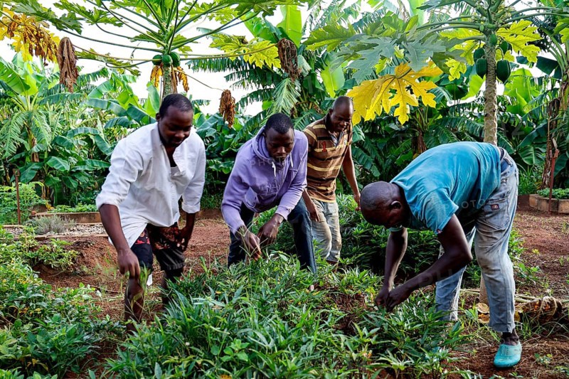 Worker tending a fruit and vegetable garden in the center, Nongotanakaha, null, Côte d'Ivoire