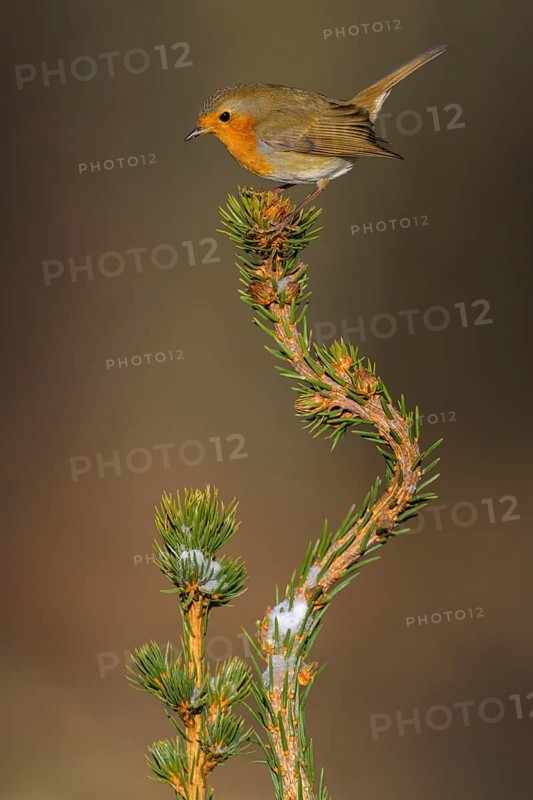 Robin (Erithacus rubecula), on a snow-covered spruce top, Swabian Alb biosphere reserve, Baden-Württemberg, Germany