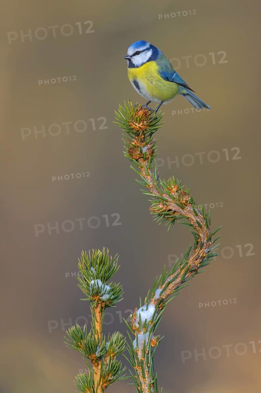 Blue tit (Cyanistes caeruleus), on a snow-covered spruce top, Swabian Alb biosphere reserve, Baden-Württemberg, Germany