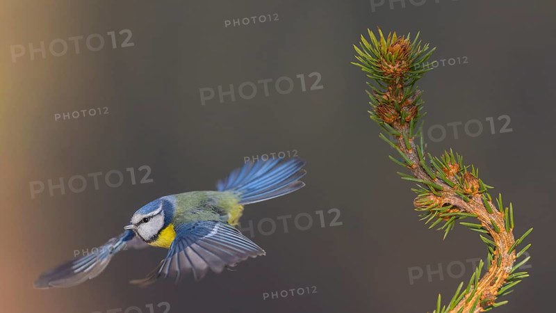 Blue tit (Cyanistes caeruleus), taking off from a spruce top, Swabian Alb biosphere reserve, Baden-Württemberg, Germany