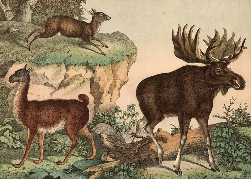 Animals: llama, auchenia lama, musk moschiferus, elk, Alces jubata, school picture, authentic reproduction of a school mural, around 1900, exact date unknown, historical