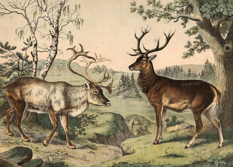 Animals: reindeer, Tarandus rangifer, noble deer, Cervus elaphus, school painting, authentic reproduction of a school mural, around 1900, exact date unknown, historical