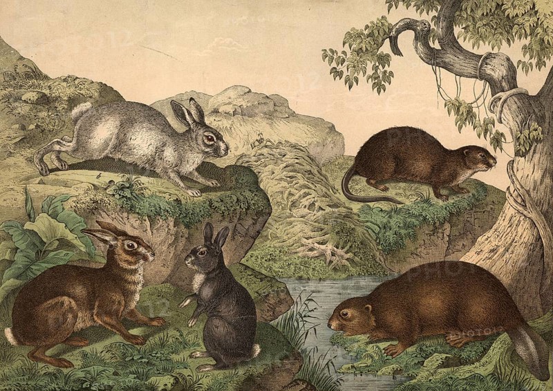 Rodents: hare, Lepus timidus, alpine hare, Lepus variabilis, rabbit, Lepus cuniculus, beaver, castor fiber, muskrat, fiber cibethicus, school picture, authentic reproduction of a school mural, around 1900, exact date unknown, historical